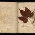 Henry Armitt Brown travel album