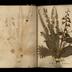 Henry Armitt Brown travel album