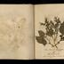 Henry Armitt Brown travel album