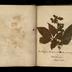 Henry Armitt Brown travel album