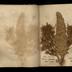 Henry Armitt Brown travel album