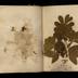 Henry Armitt Brown travel album