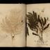 Henry Armitt Brown travel album