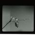 Lantern and Lens Gild of Women Photographers glass lantern slides, 1928-1953 [1 of 2]