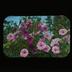 Lantern and Lens Gild of Women Photographers glass lantern slides, 1928-1953 [1 of 2]