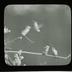 Lantern and Lens Gild of Women Photographers glass lantern slides, 1928-1953 [1 of 2]