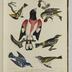 American Ornithology or Natural History of the Birds of the United States by Alexander Wilson