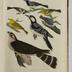 American Ornithology or Natural History of the Birds of the United States by Alexander Wilson